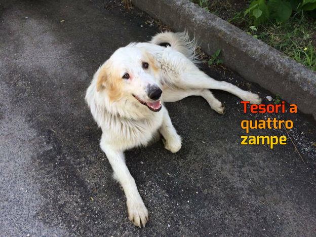 cane_passo_corese_chiara_antonelli_adottato