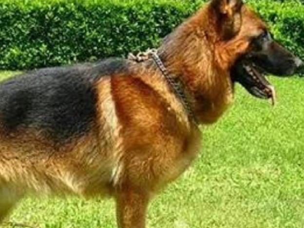 cane_pastore_tedesco_marina