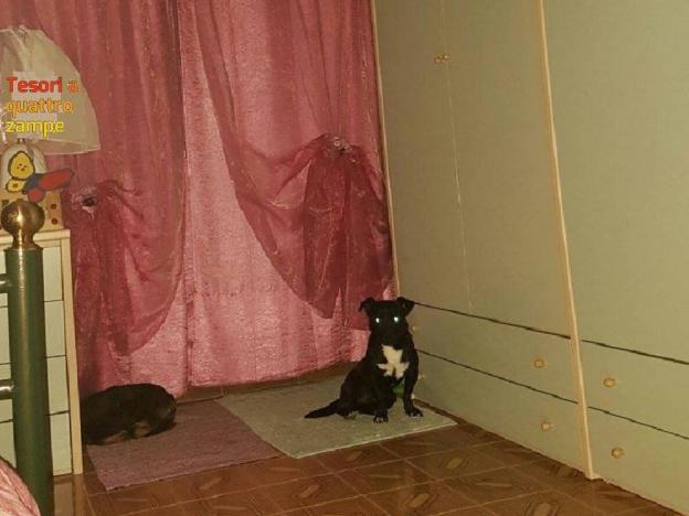 cane_pistola_trottolo_raffy_adottato