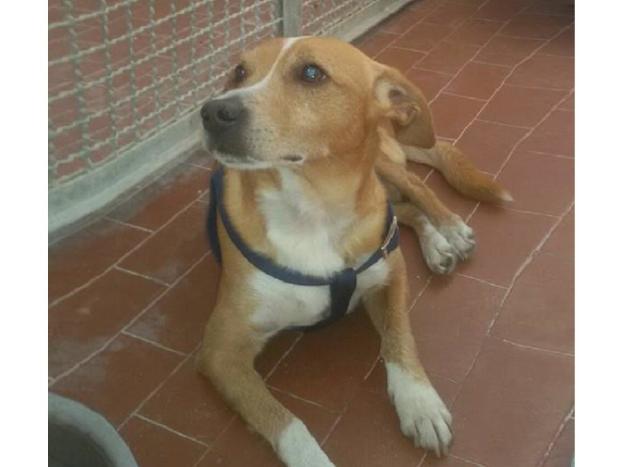 cane_rieti_piazza_del_comune_sanitario_adf