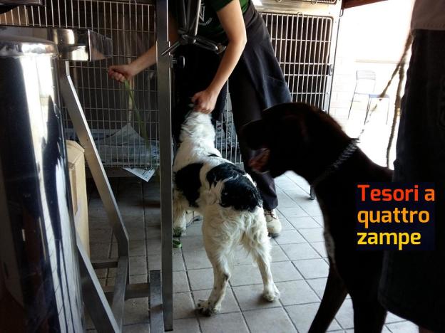 cane_salvato_ad_amatrice_da_giulia_ed_eleonora_2
