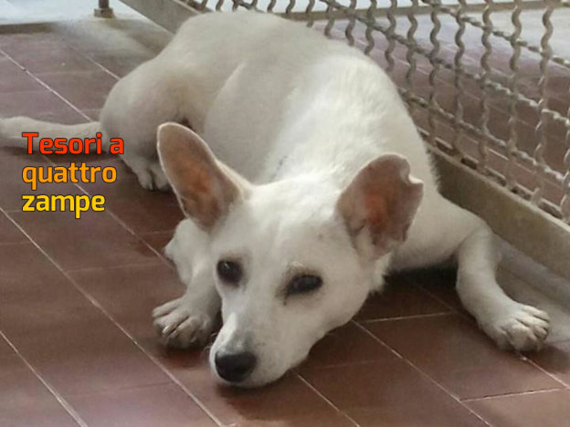 cane_sanitario_bianca_nuova_arrivata_adf