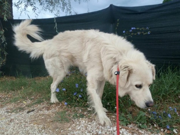 cane_sanitario_thunder_adf_2