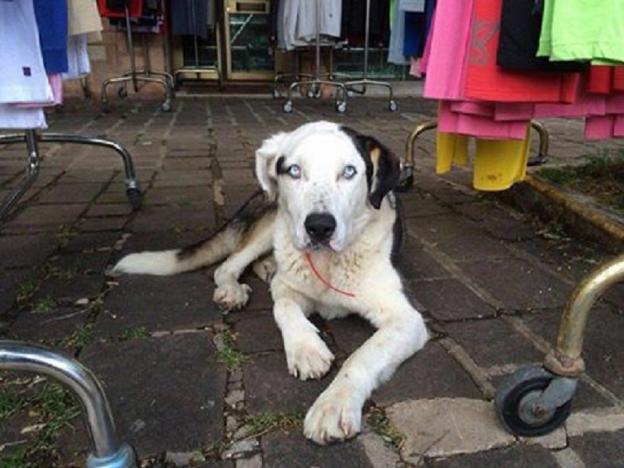 cane_simba_terminillo_poggio_bustone_adf