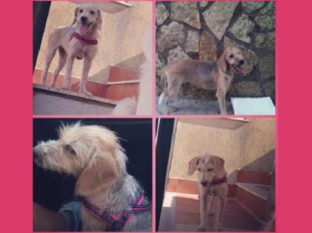 cane_adele_simona_inguglia_palenga