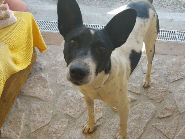 cane_sparito_p&f