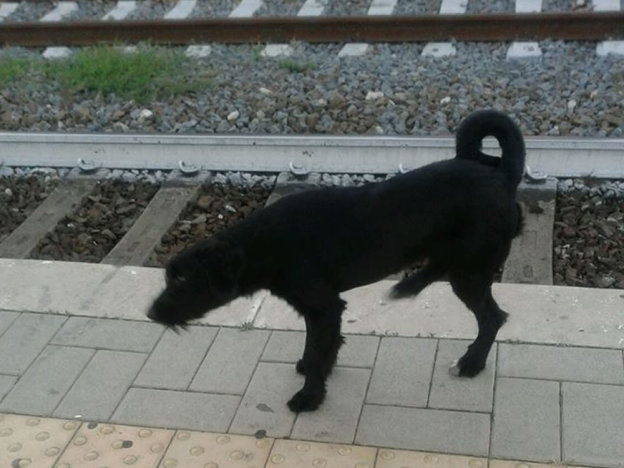 cane_stazione_magliano_sabina_p&f