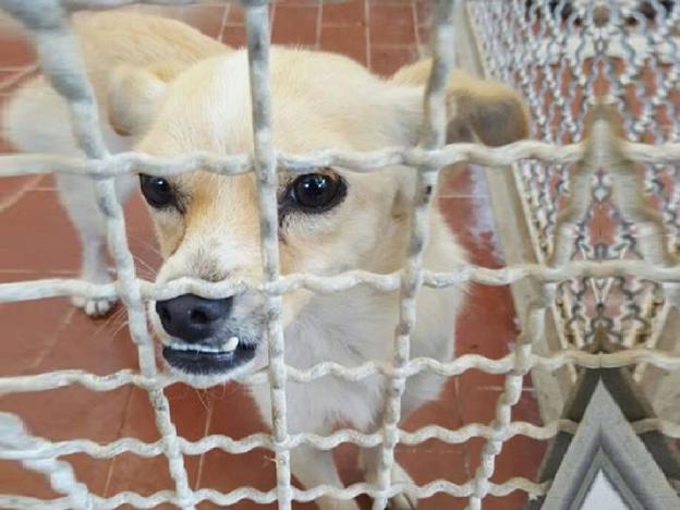 cane_susy_accalappiata_rieti_sanitario_adf