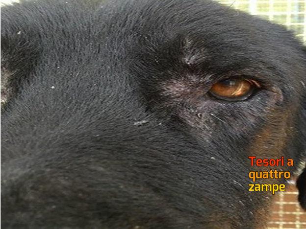 cane_tyson_sanitario_adf