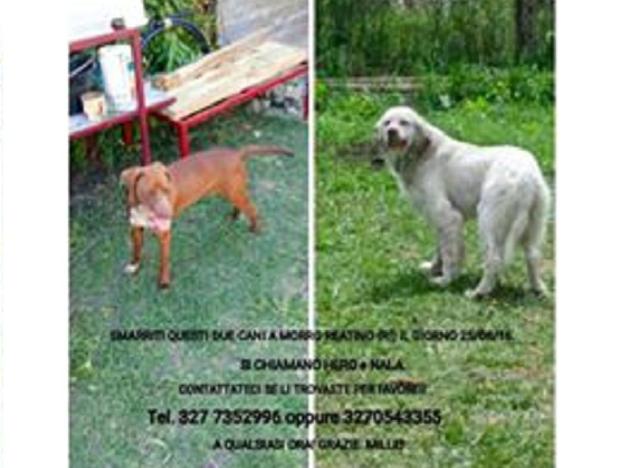 cani_cani_smarirti_morro_reatino