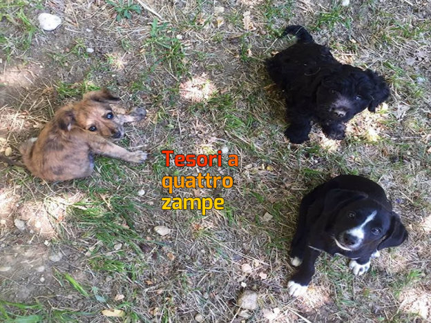 cani_cuccioli_castelfranco_raffy