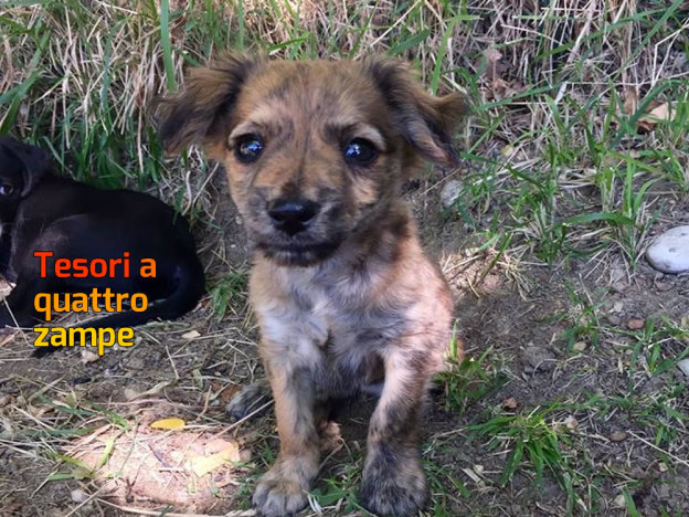 cani_cuccioli_castelfranco_raffy_2