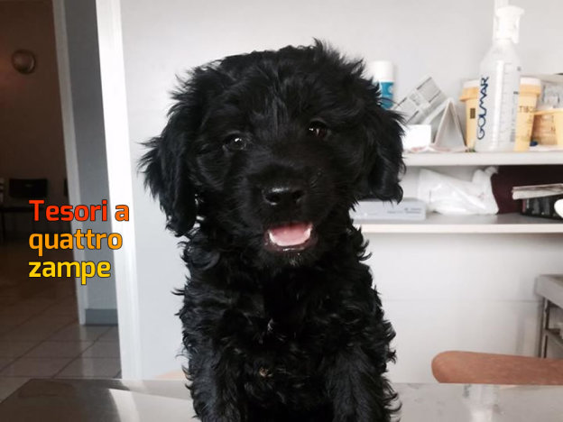 cani_cuccioli_castelfranco_raffy_3