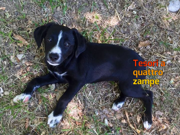 cani_cuccioli_castelfranco_raffy_4