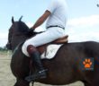 cavallo_nuova