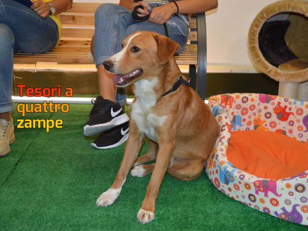dammi_una_zampa_cane_mieleo