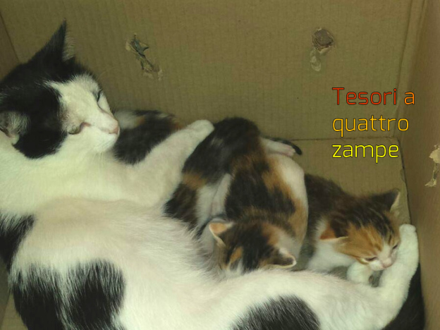 gatti_gattini_fonte_colombo_raffy_2