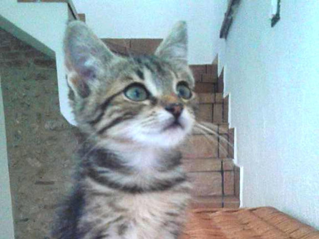 gatto_bimba_mari_skyline