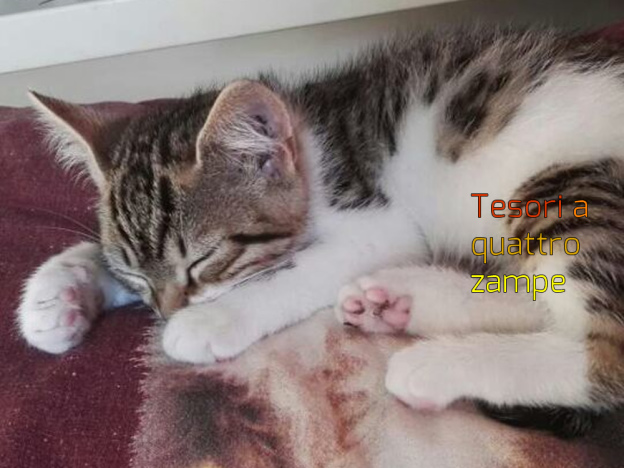 gatto_corrradini_raffy