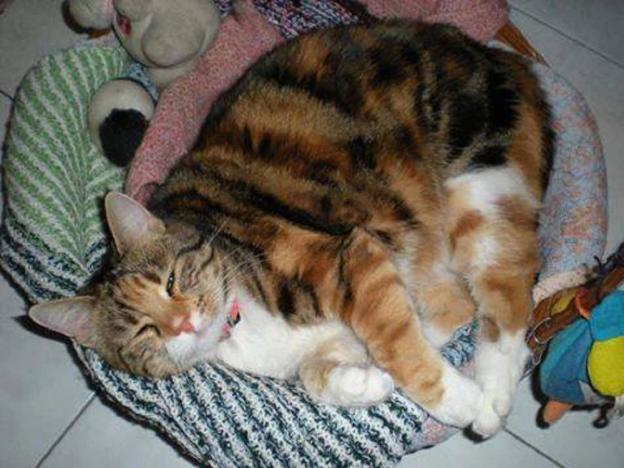 gatto_gatta_luna_cristina_rovetto_illica_accumoli