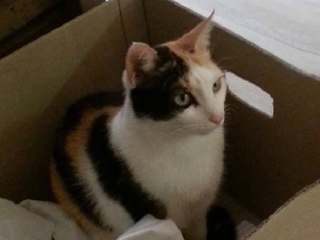 gatto_gatta_macchia_terremoto_vdr