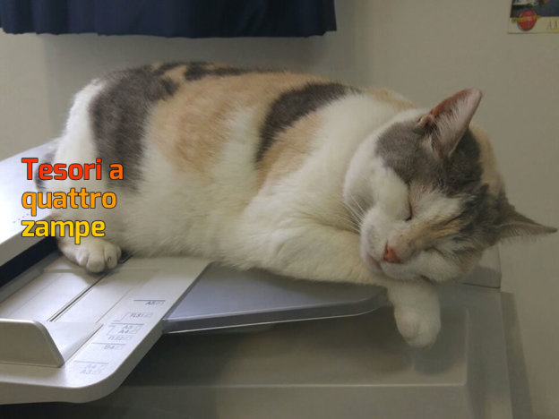 gatto_gatta_nucleo_industriale_camilla_raffy_3