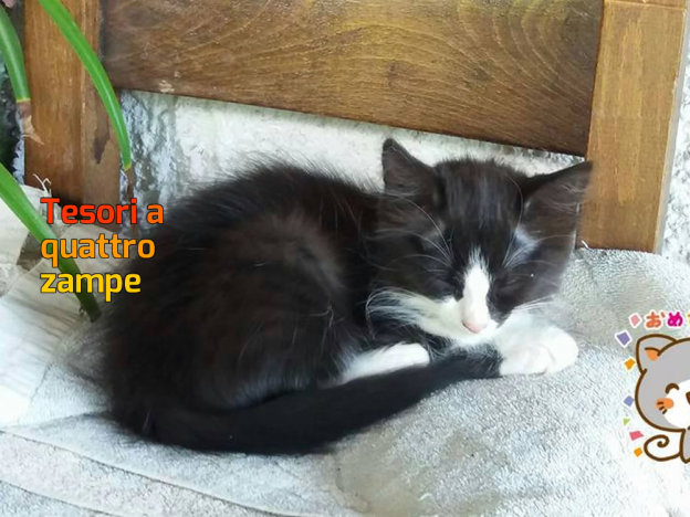 gatto_gattina_chaira_canna_rieti