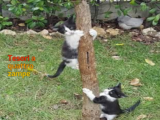 gatto_gattini_maria_tozzi