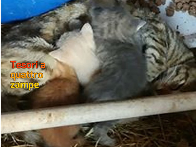 gatto_gattini_patrizia_brandi