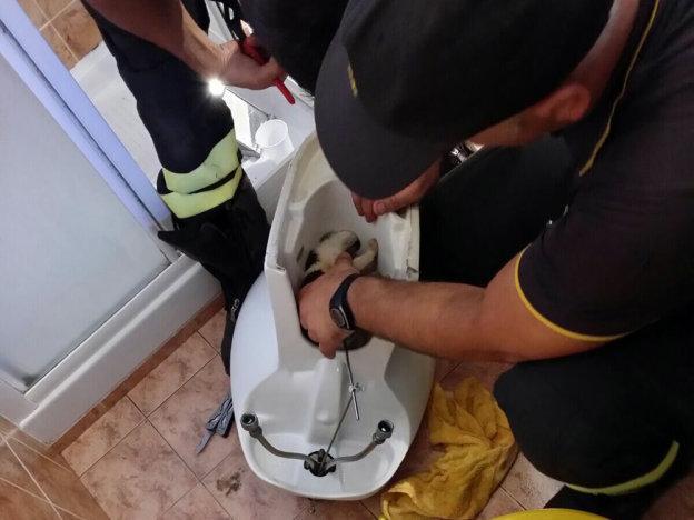 gatto_gattino_rieti_via_tizzi_vigili_del_fuoco