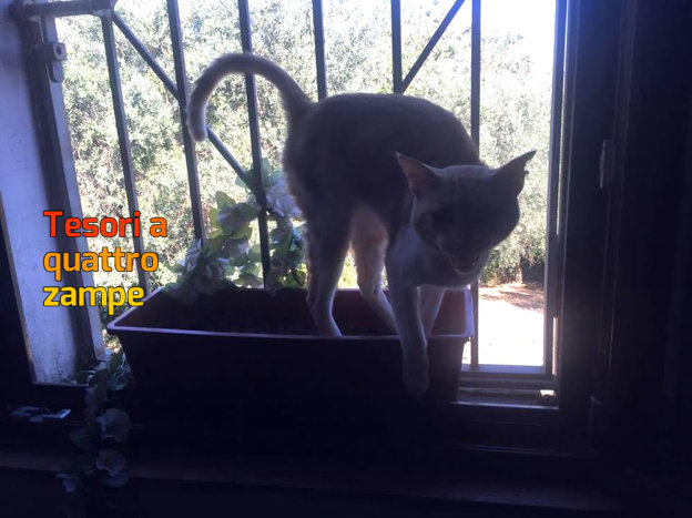 gatto_gattonepoggio_nativo_marina_pezzotti
