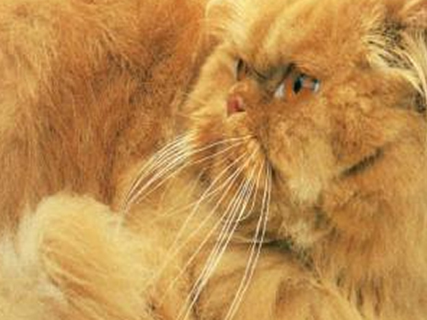 gatto_rosso