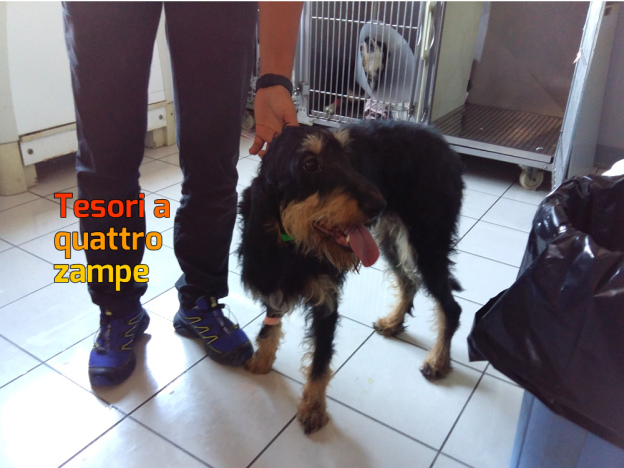 terremoto_cani_salvati_dalle_macerie_eleonora_giulia