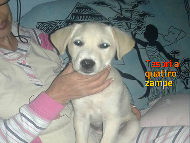 cane_abbandonata_rieti_roberta_di_carlo