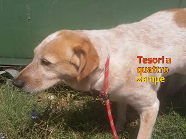 cane_accumoli_2_sanitario_adf