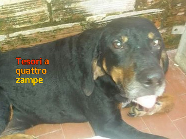 cane_amatrice_terremoto_roberta_di_carlo_sanitario_adf