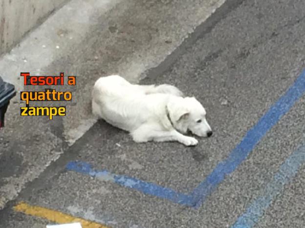 cane_anna_matteocci_via_nuova_3