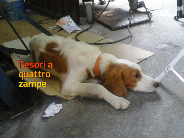 cane_bob_daniele_palenga_2