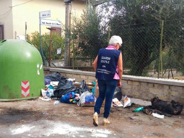 cane_bruciato_roma_oipa