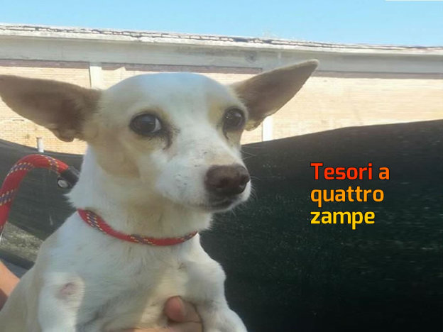 cane_cagnolina_matrice_terremoto_roberta_di_carlo_sanitario_adf