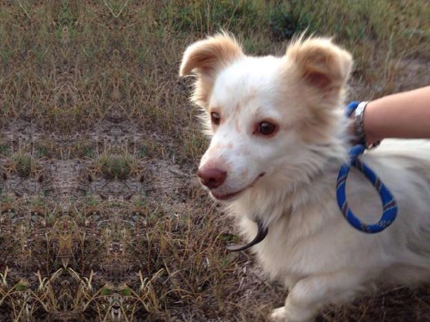 cane_cagnolino_barattoletto_sanitario_adf