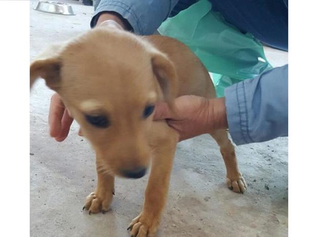 cane_cagnolino_sanitario_adf