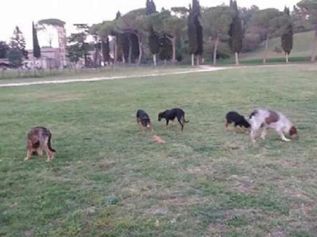 cane_cani_cucciole_sabina_pf