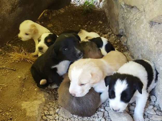 cane_cani_cuccioli_erika_adf