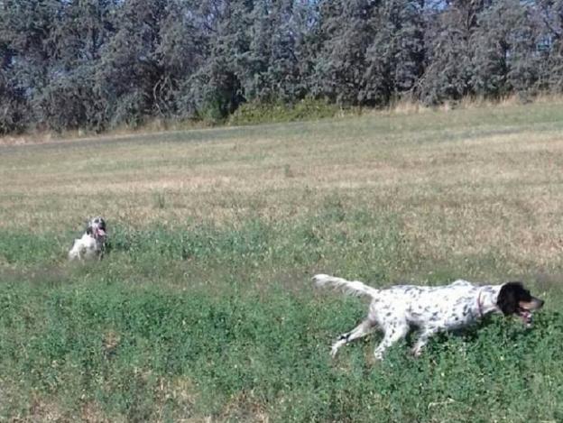 cane_cani_da_caccia_valle_falsa_rieti_anna_linda_smarriti