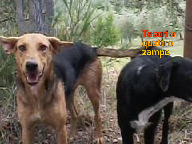 cane_cani_poggio_nativo_marina