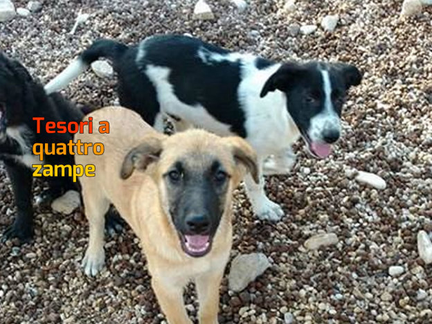 cane_cani_roma_patrizia_brandi
