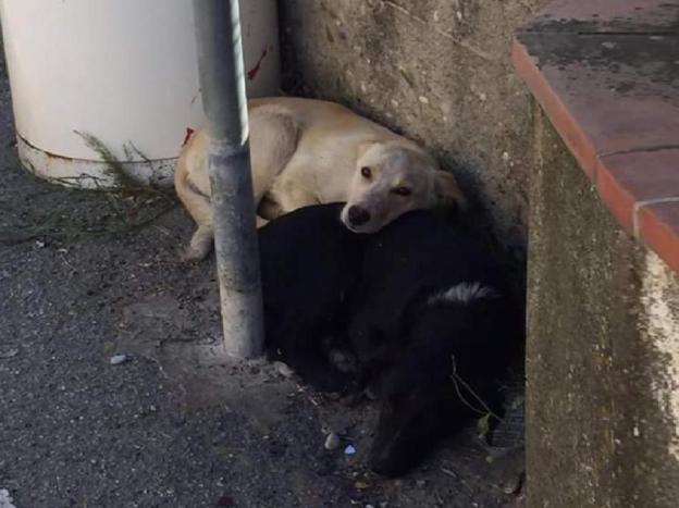 cane_cani_romeo_e_giulietta_paola_talaraico_gemma_caroni
