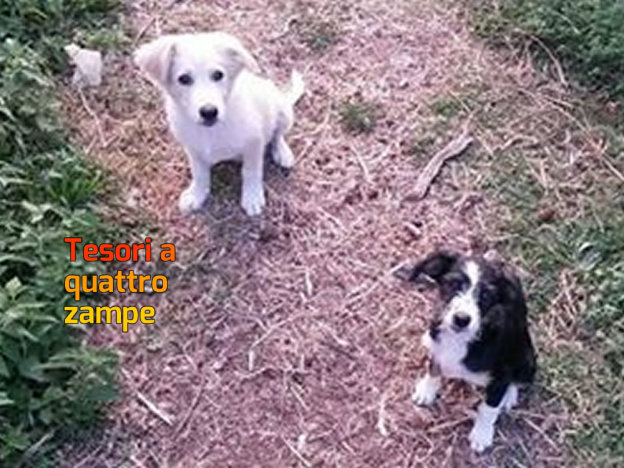 cane_chiara_canna_4