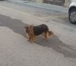 cane_cittaducale_irene_giuliani_adf_